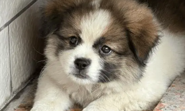 流浪狗误入小姐姐家门,被收养后开启幸福“狗生” 流浪狗误入小姐姐家门,被收养后开启幸福“狗生”