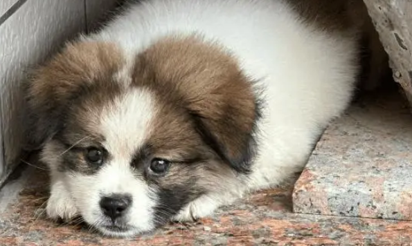 流浪狗误入小姐姐家门,被收养后开启幸福“狗生” 流浪狗误入小姐姐家门,被收养后开启幸福“狗生”