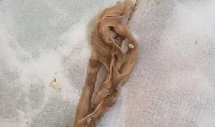猫咪绦虫感染怎么治疗 猫咪绦虫感染怎么治疗