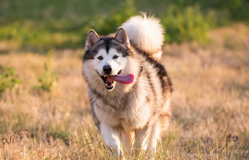 狗狗胸腔一抽一抽的是怎么回事呢