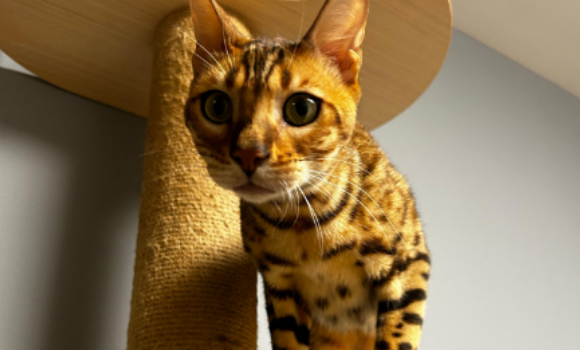 毛球症会导致猫咪死亡吗