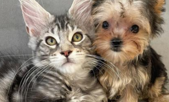 宠物用品复盘:选品逻辑+跨境风口,抓住下一个爆单机会 宠物用品复盘:选品逻辑+跨境风口,抓住下一个爆单机会