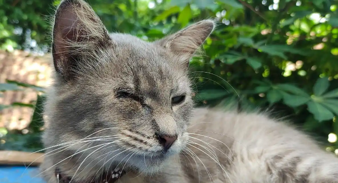 猫咪便便有白色虫卵怎么办
