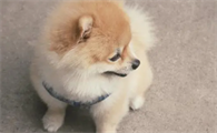 狗狗肚子有虫会出现哪些症状？