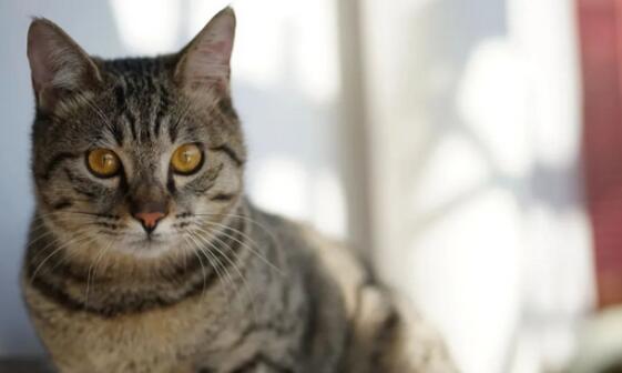 猫咪呼吸急促是感冒引起的吗? 猫咪呼吸急促是感冒引起的吗?