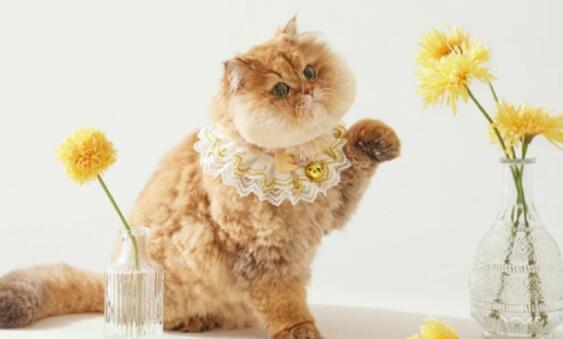 卖了超76亿,Freshpet这家宠物鲜粮公司业绩大爆发 卖了超76亿,Freshpet这家宠物鲜粮公司业绩大爆发