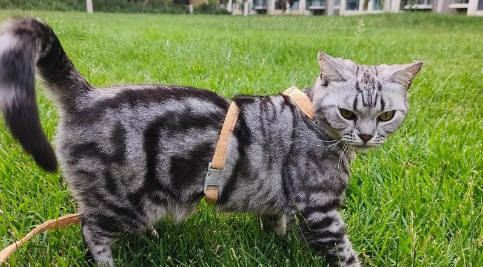 猫尾被卷入拖行 扫地机器人的避障功能引热议