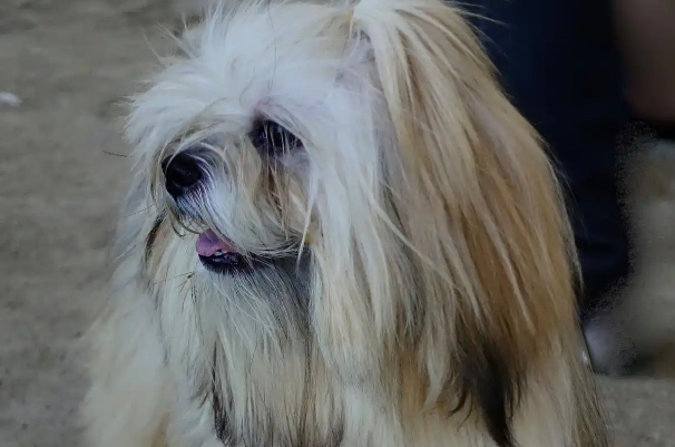 拉萨犬全解析:雪域高原的“神圣守护犬” 传奇 拉萨犬全解析:雪域高原的“神圣守护犬” 传奇