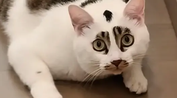 狸花猫丧彪配白猫汤圆,娃花色似开盲盒,网友赐名小八嘎 狸花猫丧彪配白猫汤圆,娃花色似开盲盒,网友赐名小八嘎