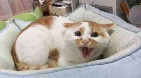 猫咪拉血便是什么原因导致的? 猫咪拉血便是什么原因导致的?