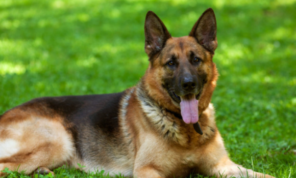想了解比利时牧羊犬？看完这一篇你就知道了