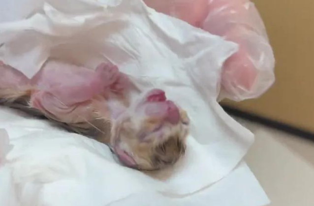 怀孕金渐层连纸箱被扔,拼死生下一只独苗