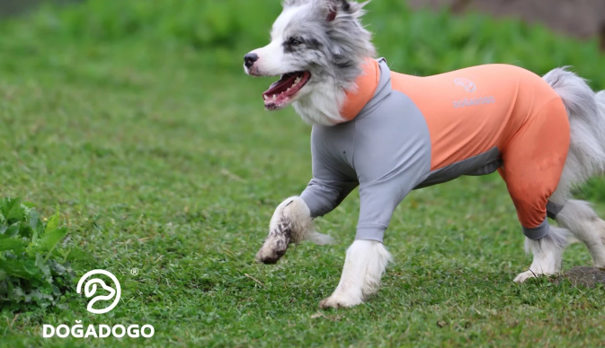 dogadogo的售后服务如何