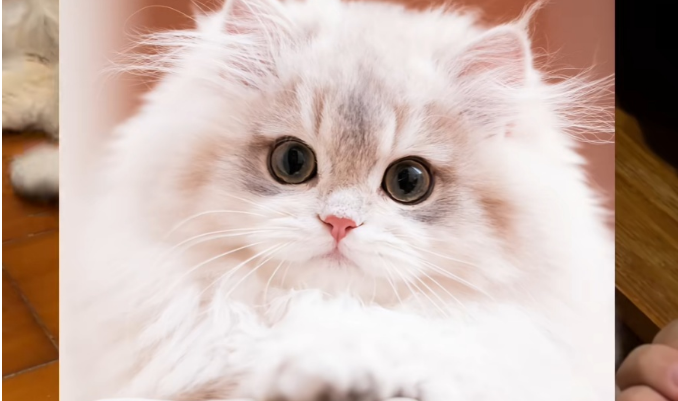 网红小猫“宽宽”离世，主人索赔30万