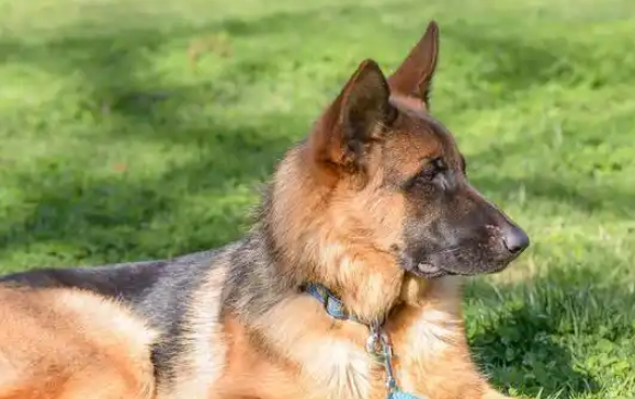 如何挑选比利时牧羊犬？看完本文你就知道