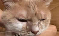 猫咪单只眼睛流泪是怎么回事