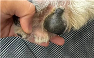 狗狗趾间炎症状有哪些