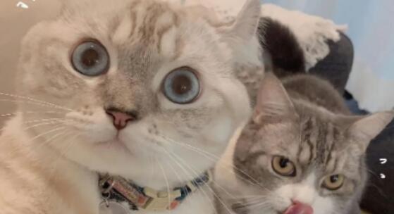 猫咪脚垫干裂是生病的表现吗? 猫咪脚垫干裂是生病的表现吗?
