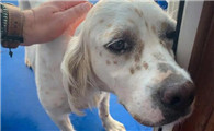犬瘟热是由什么引起的
