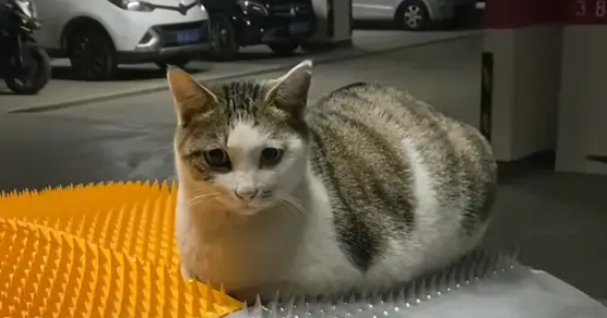 流浪猫无视防猫垫,小姐姐暖心铺垫,猫:这按摩器太舒服 流浪猫无视防猫垫,小姐姐暖心铺垫,猫:这按摩器太舒服
