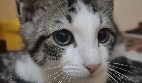 猫鼻支吃什么药好得快 猫鼻支吃什么药好得快