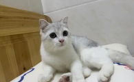 猫咪一直歪着头是怎么回事