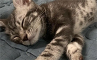 猫打完疫苗发烧多久会好