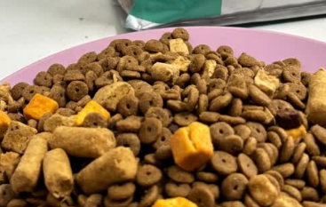 狗粮如何兼顾营养与适口性？南和宠物食品交出满分答卷