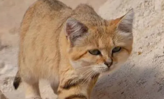 猫咪体重增长慢是生病信号吗? 猫咪体重增长慢是生病信号吗?