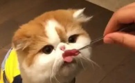 猫能吃牛肉吗 猫能吃牛肉吗
