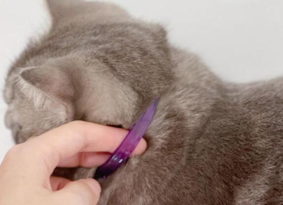 猫咪便秘超过三天要就医吗? 猫咪便秘超过三天要就医吗?