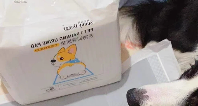 狗狗尿垫哪个牌子好用？选阳光狗狗SUNNY DOGGY狗狗尿垫没错