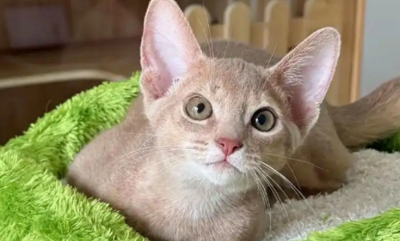 阿比西尼亚猫怎么养?新手铲屎官赶紧看过来 阿比西尼亚猫怎么养?新手铲屎官赶紧看过来
