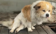 狗狗中暑后拉血怎么办