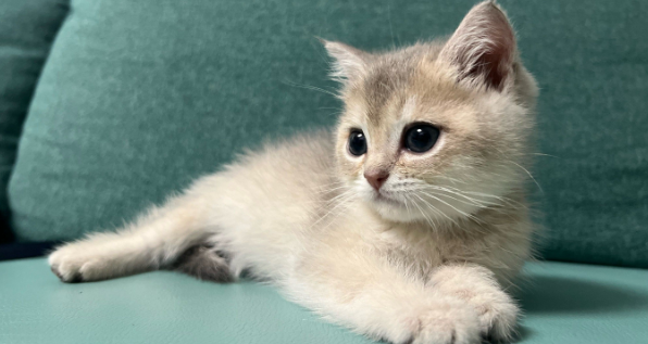 猫咪腹围突然变大正常吗