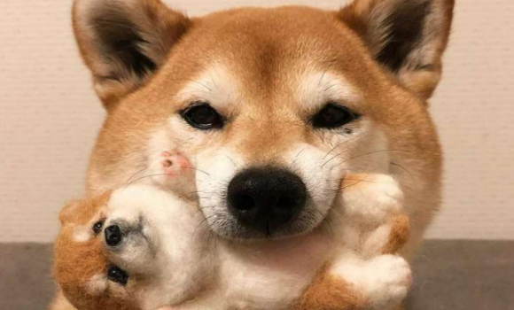 狗得了肺炎怎么办
