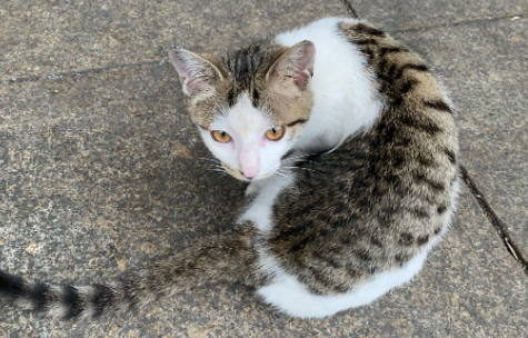 猫尾被卷入拖行 扫地机器人的避障功能引热议