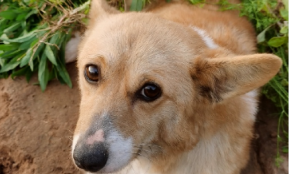 犬瘟热是什么原因引起的 犬瘟热是什么原因引起的