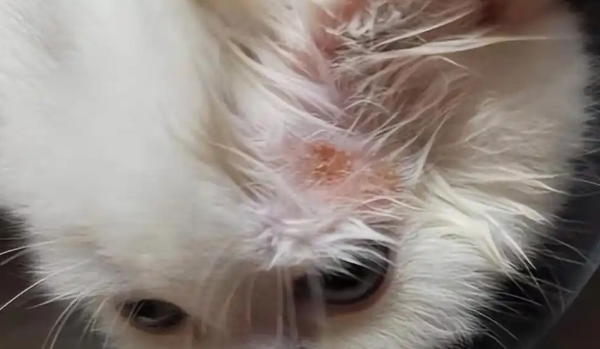 猫湿疹的症状有哪些
