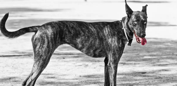 细犬与灵缇：两种“追风猎手”的奇妙差异