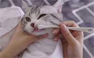 猫咪口臭是口腔清洁不到位吗?