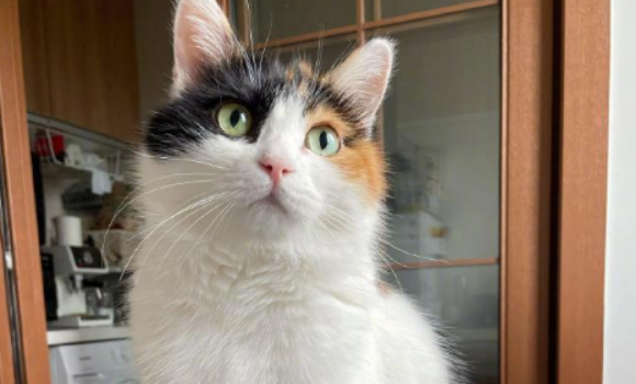 为什么说三花猫是猫界大美女?看完就知道了 为什么说三花猫是猫界大美女?看完就知道了