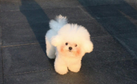 小狗得了细小病吃什么药最有效
