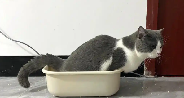 小猫便便有点软但成型怎么回事