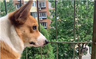 狗狗为何会得急性脑炎