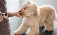 狗狗感冒流鼻涕能喂药缓解吗？
