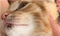 猫咪黑下巴和猫藓怎么区分