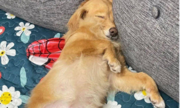 狗狗皮炎是什么造成的