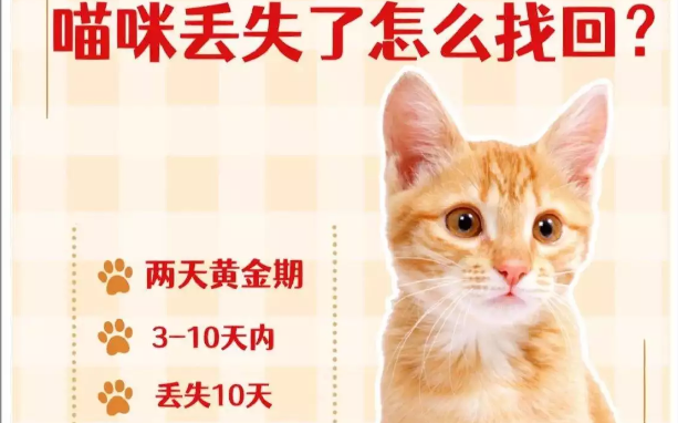 猫咪走丢9天瘦成皮包骨,主人找回后吐槽:你减肥去了? 猫咪走丢9天瘦成皮包骨,主人找回后吐槽:你减肥去了?