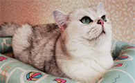 猫咪皮肤出现癣斑是得了什么病
